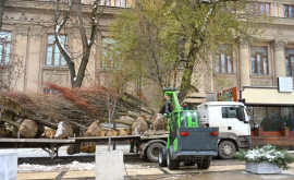 Întrun scuar din capitală au fost plantați mai mulți arbori