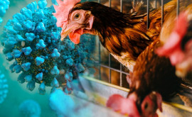 Noi cazuri de gripă aviară ANSP vine cu recomandări