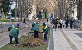 În centrul capitalei sînt sădiți platani