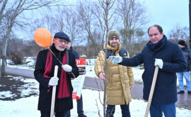 Acțiune de solidaritate a fost plantat arborele IsraelMoldova