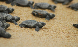 Сотни детенышей морских черепах выпущены у берегов Никарагуа