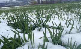 Недавние заморозки в России нанесли сельскому хозяйству огромный ущерб
