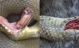 Ученые выявили вид змей искусно имитирующих свою смерть