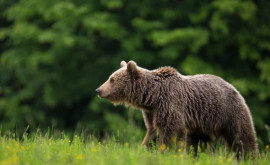 Нападения медведей на людей что решил парламент Словакии