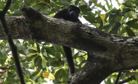 În Mexic e atît de cald încât maimuțele cad moarte din copaci