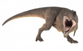 Останки неизвестного вида хищного динозавра найдены в Аргентине