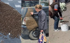 Пчелы оккупировали Кишинев Эксперты объясняют феномен