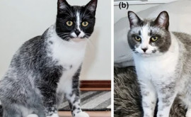 Новый окрас кошек появившийся в результате мутации получил забавное название