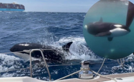De ce atacă balenele ucigașe tot mai multe bărci în apele din jurul Spaniei