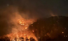 Autoritățile israeliene luptă cu incendiile de pădure