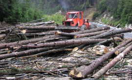 Лазаренку прокомментировал незаконную вырубку леса в Леове и реформу Moldsilva