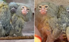 Самая маленькая в мире обезьяна родила детенышейблизнецов 