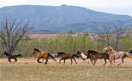 В Казахстан доставлены лошади единственной понастоящему дикой породы в мире