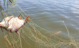 Pești din specii protejate prinși ilegal în Nistru