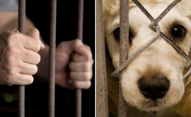 Парламент рассмотрит законодательную инициативу по защите животных