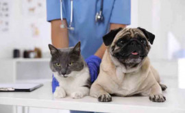 Ветеринарные препараты будут регистрироваться по упрощенной процедуре