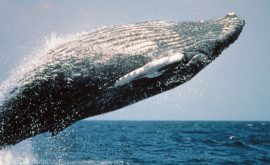 Balenele gri din Oceanul Pacific se micşorează din cauza schimbărilor climatice