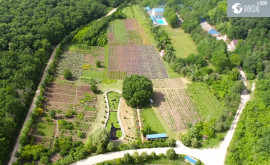 Настоящий рай лекарственных растений спрятан в Кодрах Молдовы