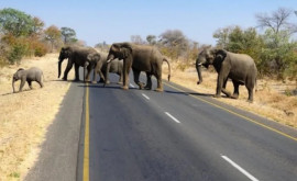 Un elefant furios a strivit cu picioarele o turistă