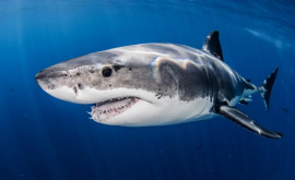 В Австралии мужчина оказался лицом к лицу с трёхметровой акулой Дальше произошло невероятное