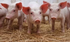 В Молдове зафиксирован случай бешенства у лисиц и случай африканской чумы свиней 