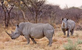 В Африке применяется инновационный метод защиты носорогов 