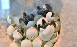 Сотни черепах спасены от рук банды Черепахининдзя