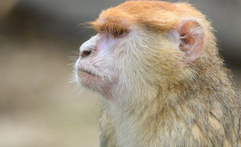O maimuță în troleibuz un pasager neobișnuit ia surprins pe chișinăuieni