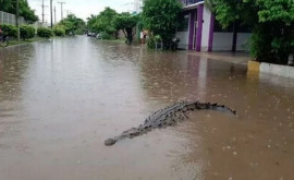 Sute de crocodili observați pe străzile unui stat din Mexic