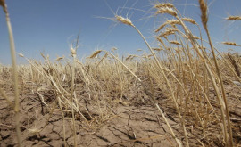 Жара и засуха наводят панику на фермеров