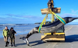 O balenă rară a eșuat pe o plajă din Noua Zeelandă