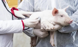 В Молдове зарегистрирована вспышка африканской чумы свиней