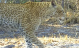 Fashionista africană În Tanzania a fost observată o femelă leopard de culoarea căpșunii