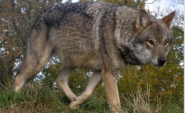 Власти Нидерландов объявили предупреждение остерегайтесь волков