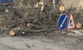 Мэрия столицы сообщает что в Кишиневе будут вырублены некоторые старые деревья 
