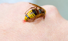 Что говорят врачи об укусах пчел и ос