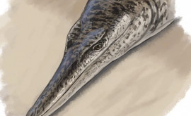 Paleontologii au descoperit fosilele unui crocodil unic asemănător cu un delfin