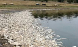 В Тараклийском водохранилище погибли сотни рыб