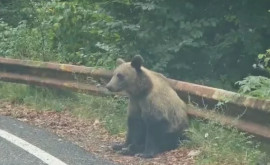 Turiştii care hrănesc urşii de pe Transfăgărăşan vor fi amendaţi de două ori