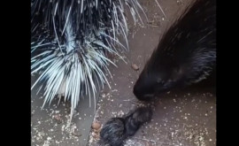 Grădina Zoologică din Chișinău are un nou membru întro familie de porci spinoși sa născut un pui