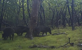 Танцующие ламбаду кабаны попали на фотоловушку 