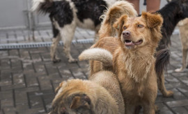 Ziua mondială de luptă împotriva rabiei sfaturi în cazul în care ați fost agresat de un animal