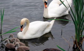 Lebede pe lacul Ghidighici pentru prima dată în ultimii cîțiva ani VIDEO 