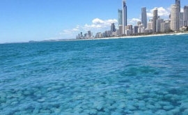 Удивительное зрелище пляжи Австралии оккупировали тысячи медуз ФОТО