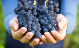 Moldova solicită UE majorarea cotelor de export la unele fructe