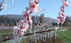 Culturile care cel mai mult au avut de suferit în urma zăpezii