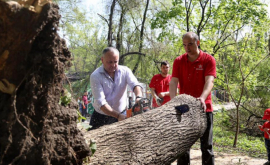 Dodon a schimbat cravata și pixul pe drujbă și cazma