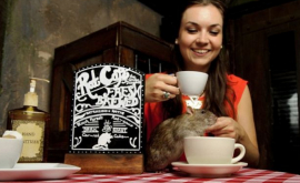 Cafeneaua cu şobolani noua atracţie din Londra 