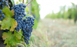 ТОП10 самых распространенных сортов винограда в Молдове