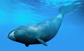 Плавающий в окружении дельфинов кит попал на видео